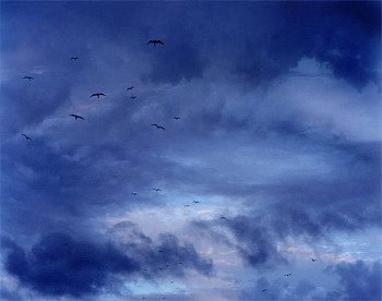 David Drebin - David Drebin Birds