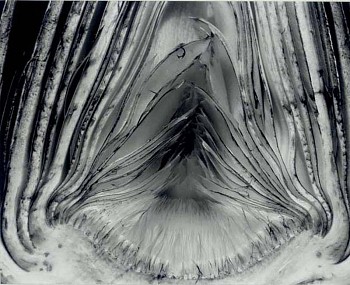 Edward Weston -&nbsp;Edward Weston Artichoke, Halved