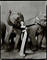 Richard Avedon, Dovima with Elephants, Evening Dress by Dior, Cirque d'Hiver, Paris
1955, Silver Gelatin Print