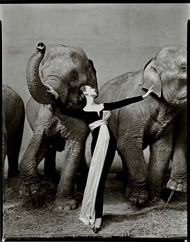 Richard Avedon -&nbsp;Richard Avedon Dovima with Elephants, Evening Dress by Dior, Cirque d'Hiver, Paris