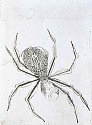 Louise Bourgeois, Spider
1995, Drypoint Etching