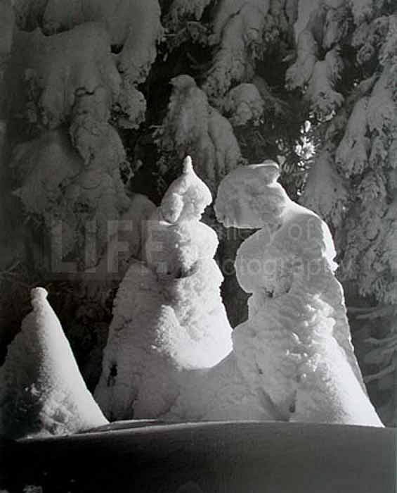Alfred Eisenstaedt, Evergreen Trees at 51 Degrees Below Farenheit, Mt. Tremblant, Canada, 1944
Silver Gelatin Print, 11 x 14 inches