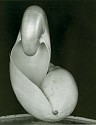 Edward Weston, Shell
1927, Silver Gelatin Print