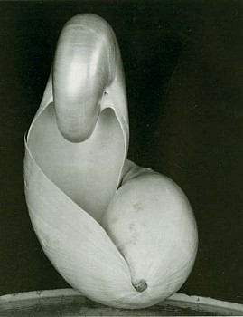 Edward Weston -&nbsp;Edward Weston Shell