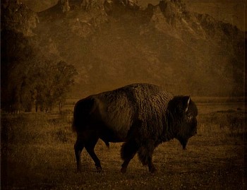Jack Spencer -&nbsp;Jack Spencer Buffalo/Tetons, Wyoming