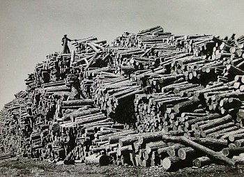 Margaret Bourke-White - Margaret Bourke-White Worker on Top of Pine Log Pile