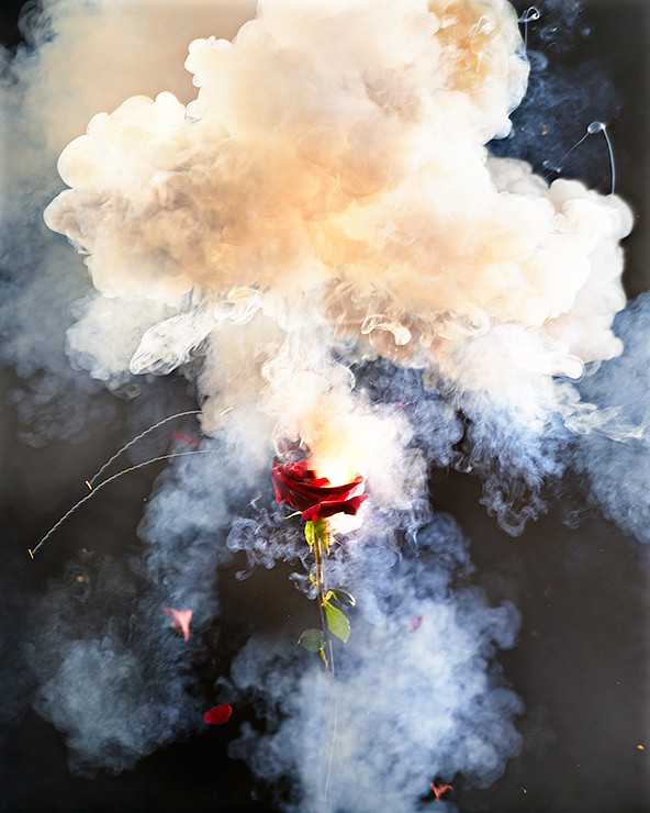 David Drebin, Exploding Rose, 2013
Digital C Print, 24 x 19.2 inches, 40 x 32 inches and 60 x 48 inches