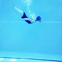 Maria Svarbova, Underwater (F) 1/25
2016, Archival Pigment Print