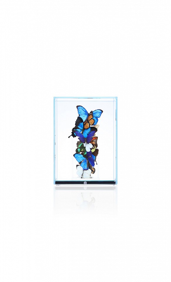 Roman Feral, Fly Colorful S, 2023
Plexiglass, Preserved Rare Natural Butterflies, Glass and Mirror Display, Engraved Signature Plate, 14 1/2 x 10 5/8 x 10 5/8 in.
