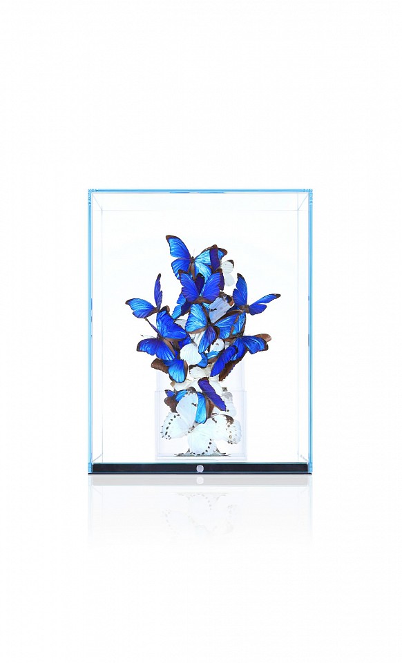 Roman Feral, Fly White & Blue, 2023
Plexiglass, Preserved Rare Natural Butterflies, Glass and Mirror Display, Engraved Signature Plate, 19 5/8 x 15 5/8 x 15 5/8 in.