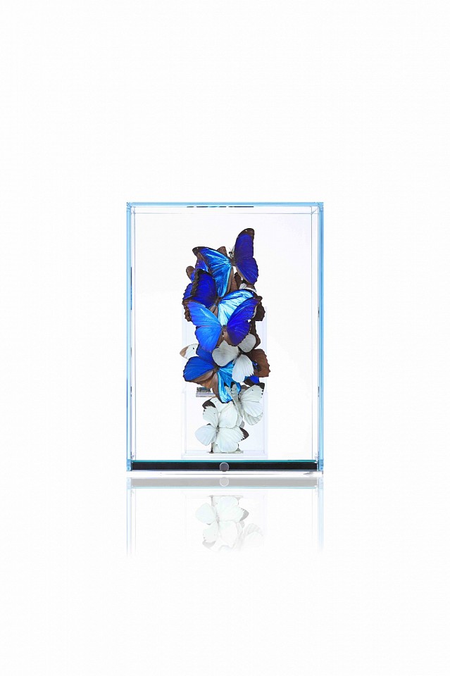 Roman Feral, Love Sky, 2023
Plexiglass, Original Lock, Preserved Natural Butterflies, Glass and Mirror Display, Engraved Signature Plate, 14 1/2 x 10 5/8 x 10 5/8 in.