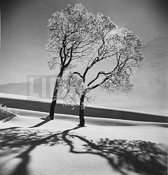 Alfred Eisenstaedt -&nbsp;Alfred Eisenstaedt Trees in Snow
