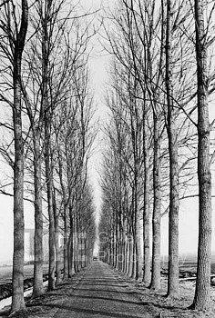 Alfred Eisenstaedt -&nbsp;Alfred Eisenstaedt Tree Lined Road, Delft, Holland