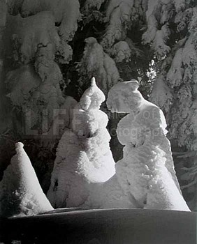 Alfred Eisenstaedt -&nbsp;Alfred Eisenstaedt Evergreen Trees at 51 Degrees Below Farenheit, Mt. Tremblant, Canada